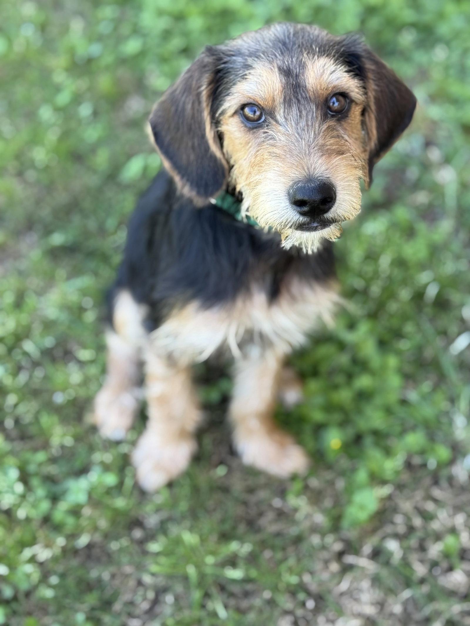 Enlarge Mickey, a Adoptable Terrier in Helotes, TX image 3/3
