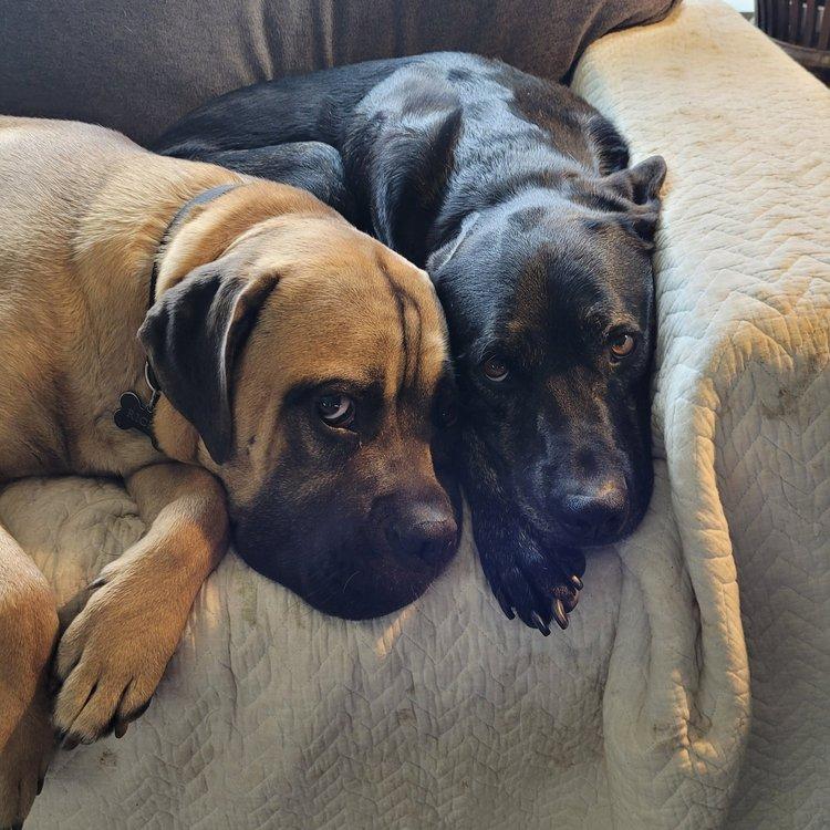 Ricky, an adoptable Mastiff in Abbotsford, BC, V3G 2L5 | Photo Image 3