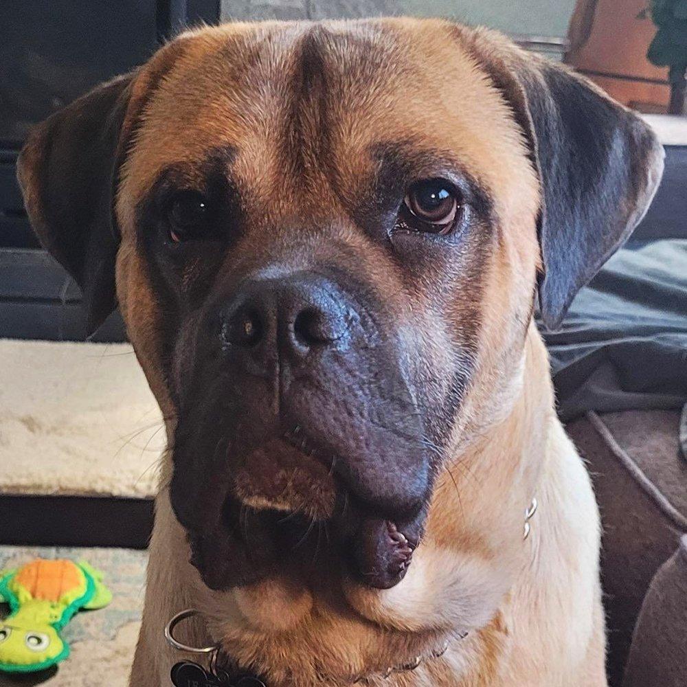 Ricky, an adoptable Mastiff in Abbotsford, BC, V3G 2L5 | Photo Image 2