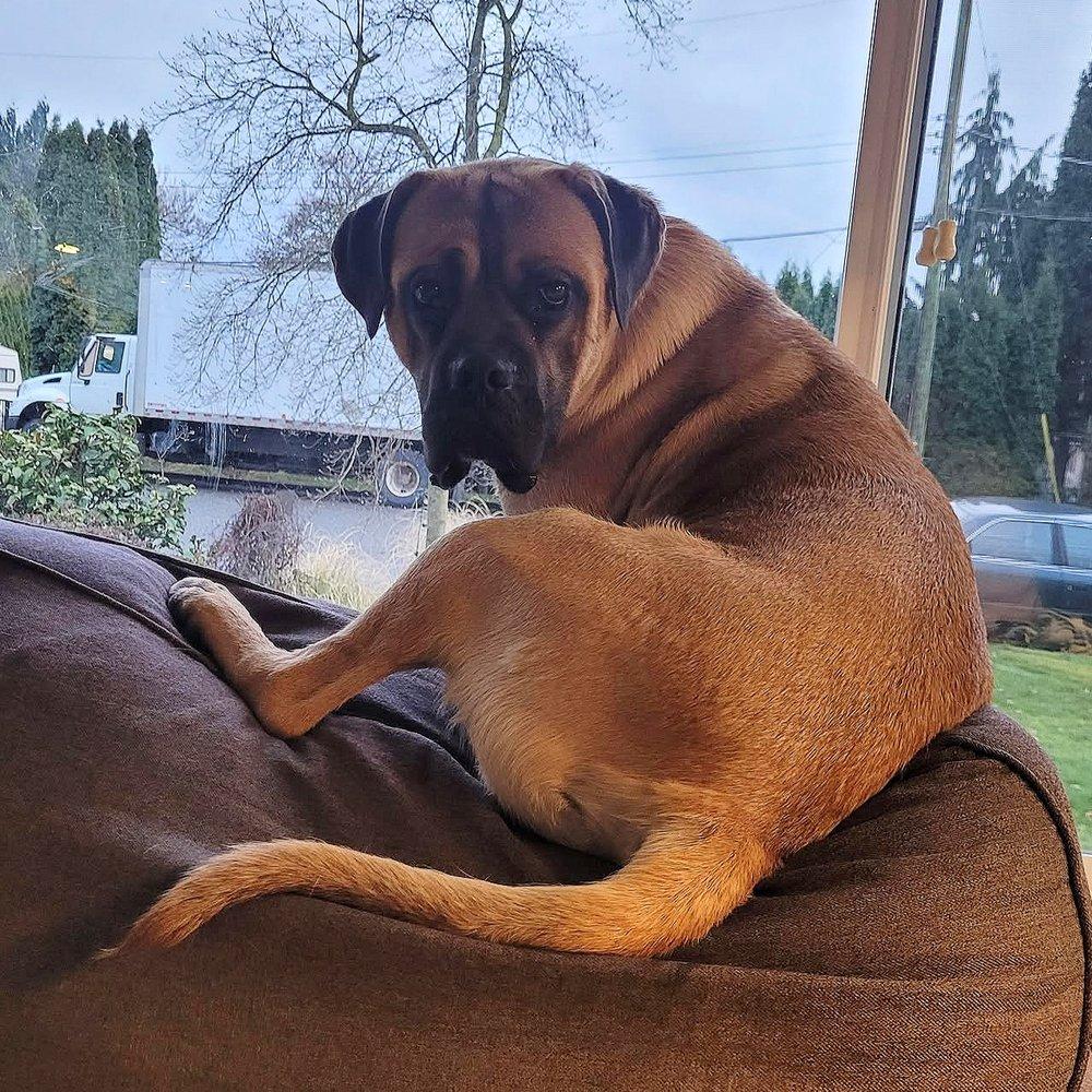 Ricky, an adoptable Mastiff in Abbotsford, BC, V3G 2L5 | Photo Image 1
