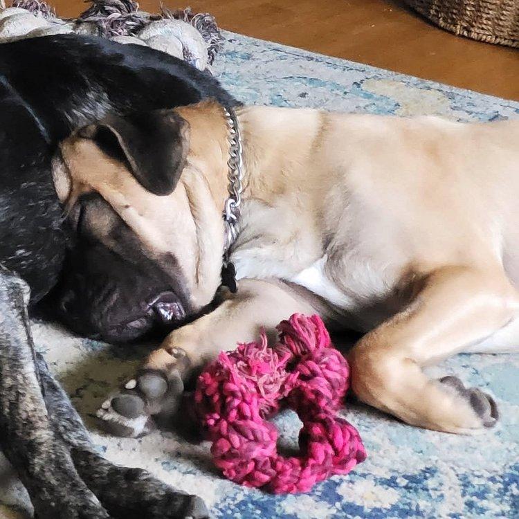 Ricky, an adoptable Mastiff in Abbotsford, BC, V3G 2L5 | Photo Image 4