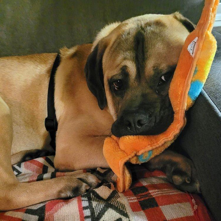 Ricky, an adoptable Mastiff in Abbotsford, BC, V3G 2L5 | Photo Image 5