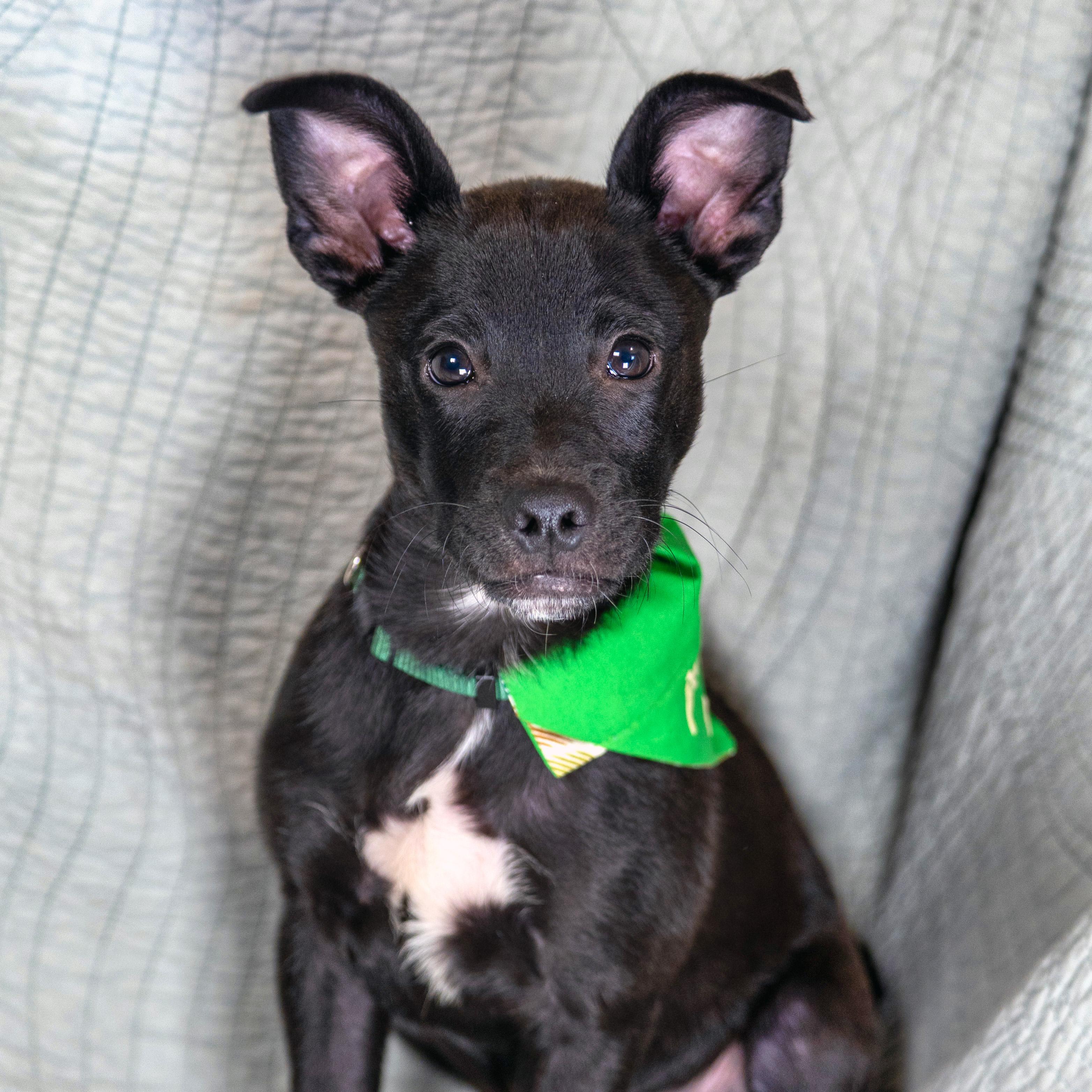 Enlarge Orion, a Adoptable mixed breed in Meridian, ID image 3/6