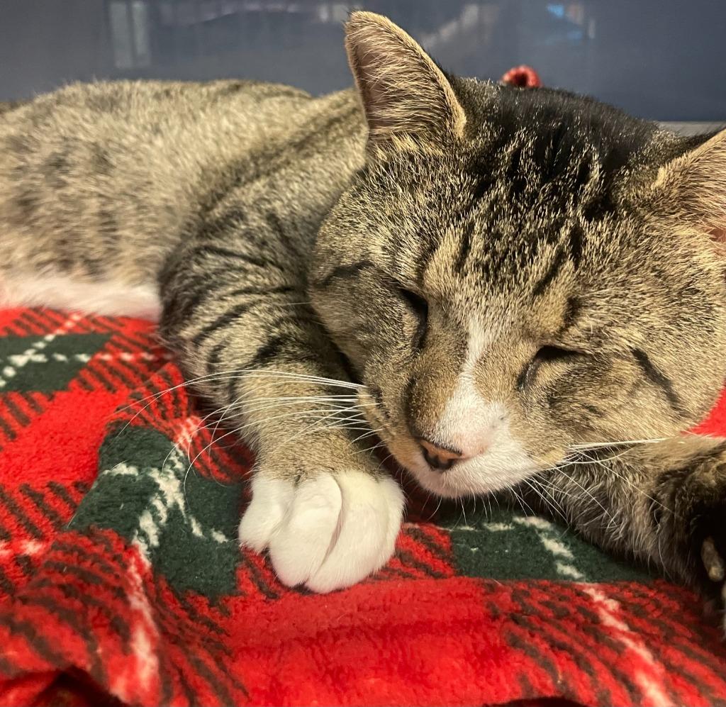 Jax, Adoptable, Adult Male Domestic Short Hair.