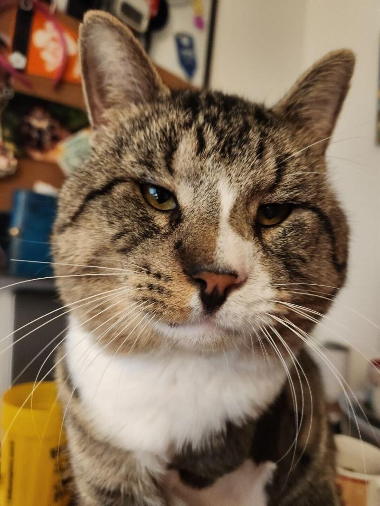 Enlarge Jax, a Adoptable mixed breed in Tulsa, OK image 2/6