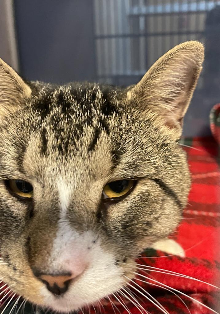 Enlarge Jax, a Adoptable mixed breed in Tulsa, OK image 6/6