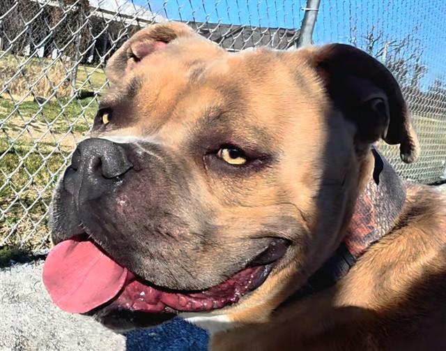 MEATBALL, Adoptable, Young Male Pit Bull Terrier.