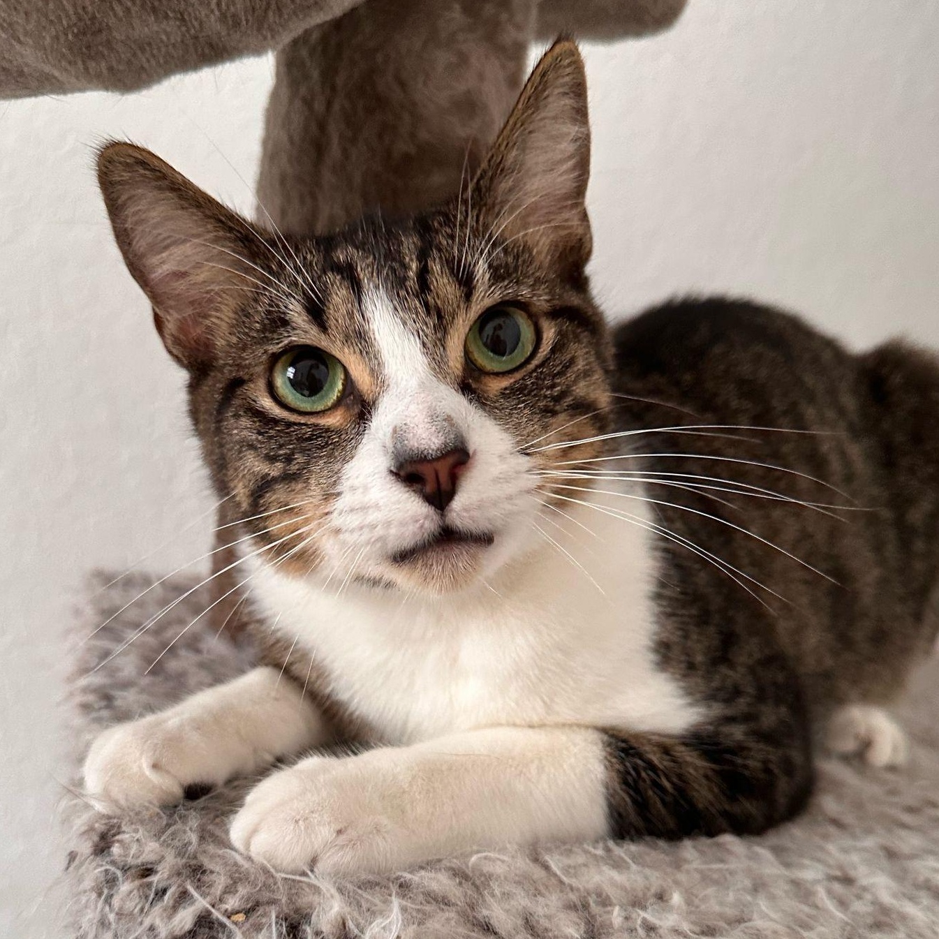 Spring, Adoptable, Young Male American Shorthair.