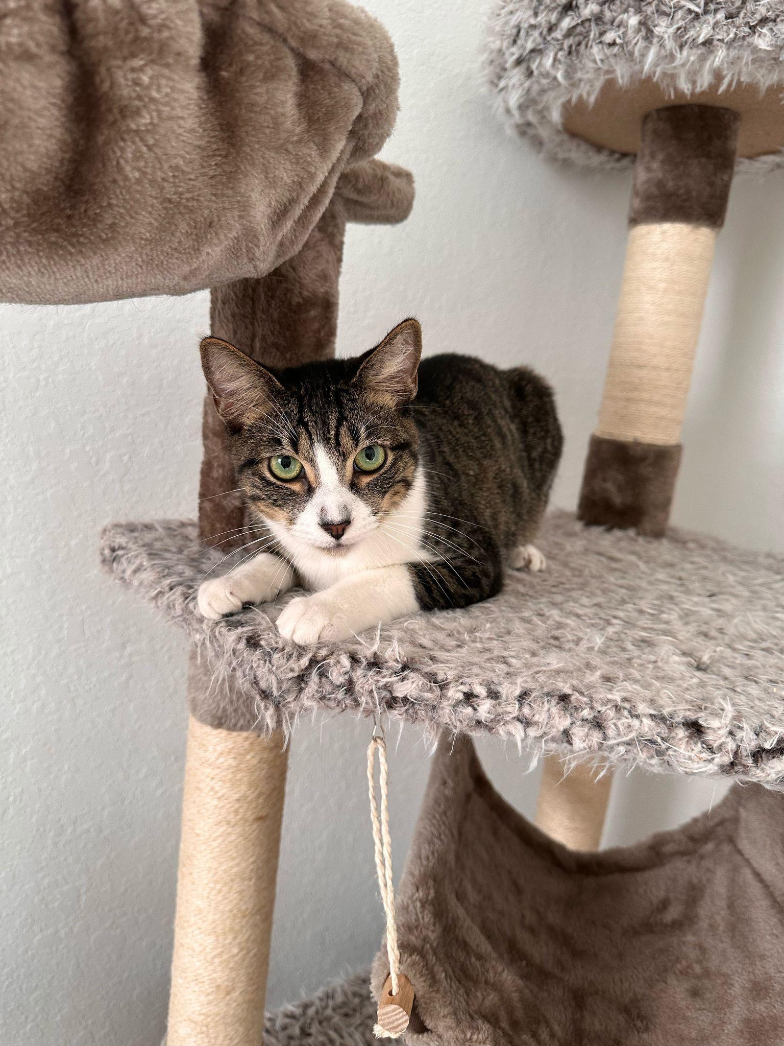 Spring, a Adoptable mixed breed in miami, FL image 2/3