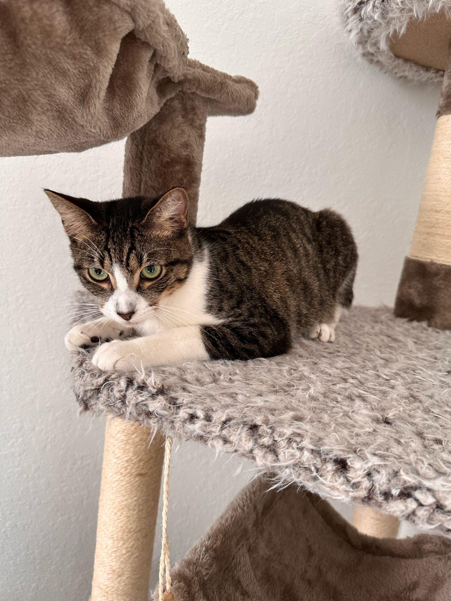 Spring, a Adoptable mixed breed in miami, FL image 3/3