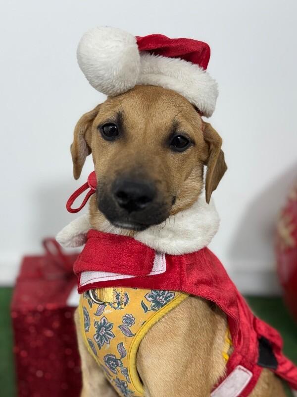 Starlight, Adoptable, Puppy Female Labrador Retriever & Carolina Dog.