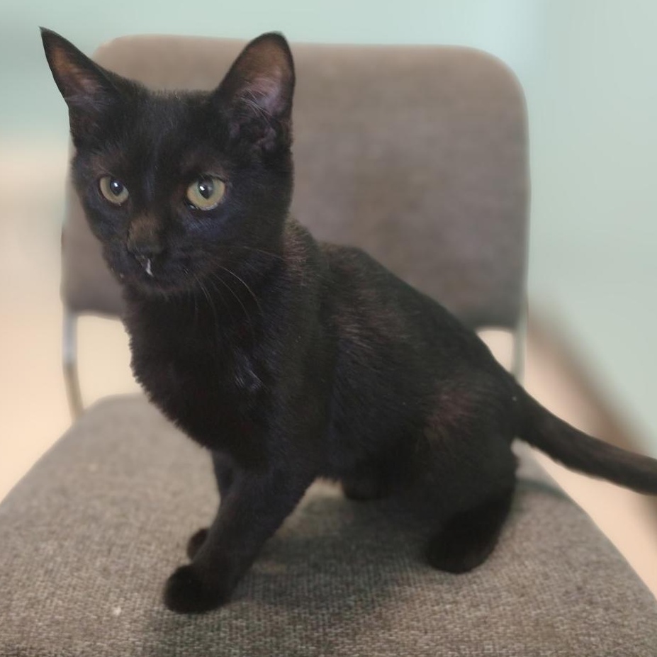 Millipede, Adoptable, Young Female Domestic Short Hair.
