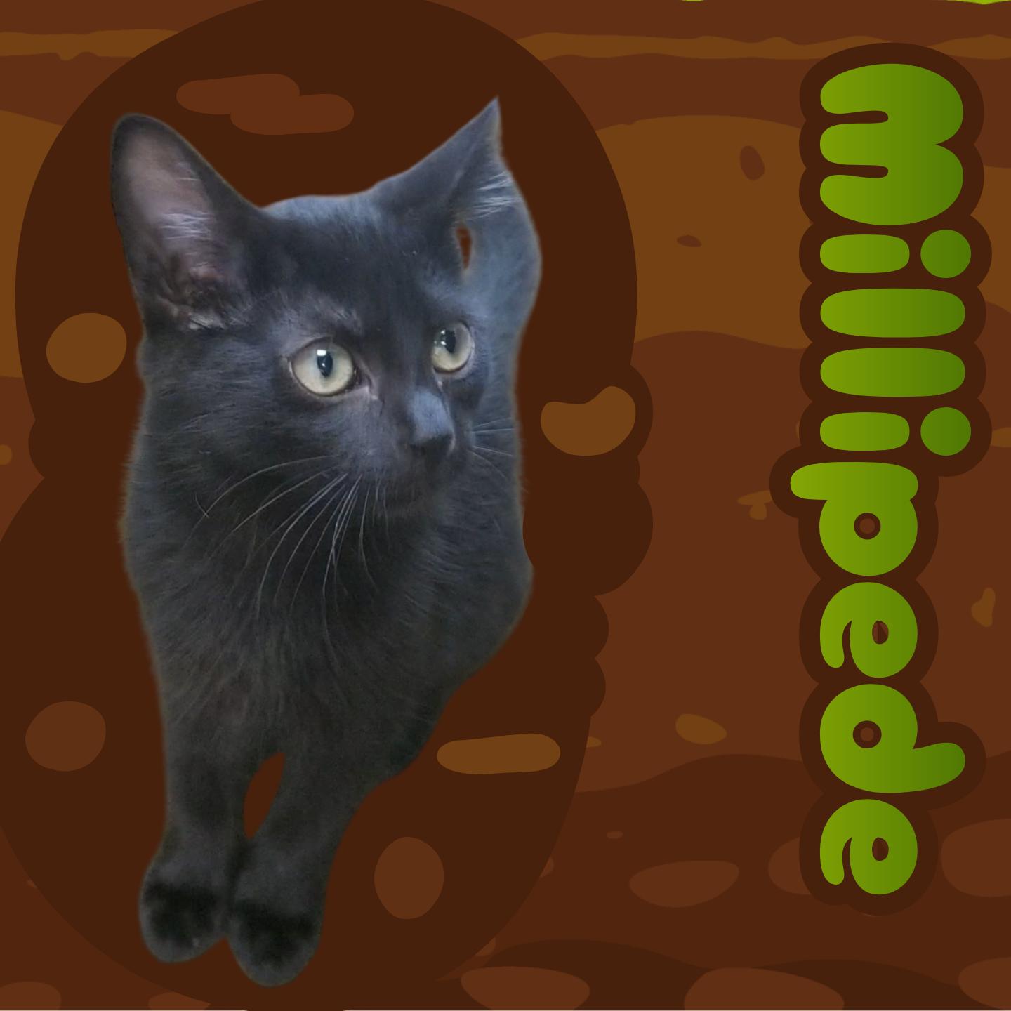 Enlarge Millipede, a Adoptable Domestic Short Hair in Aransas Pass, TX image 2/2