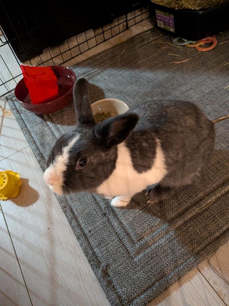 Freya, Adopted, Adult Female Dutch.