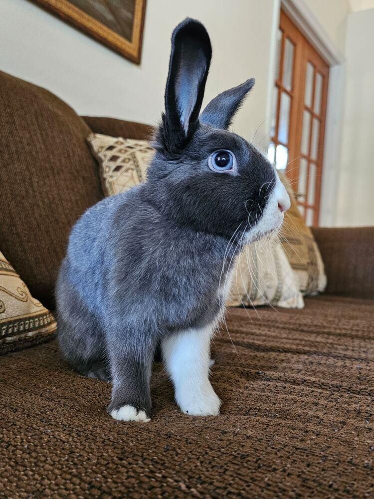 Enlarge Freya, a Adopted mixed breed in Longwood, FL image 2/6