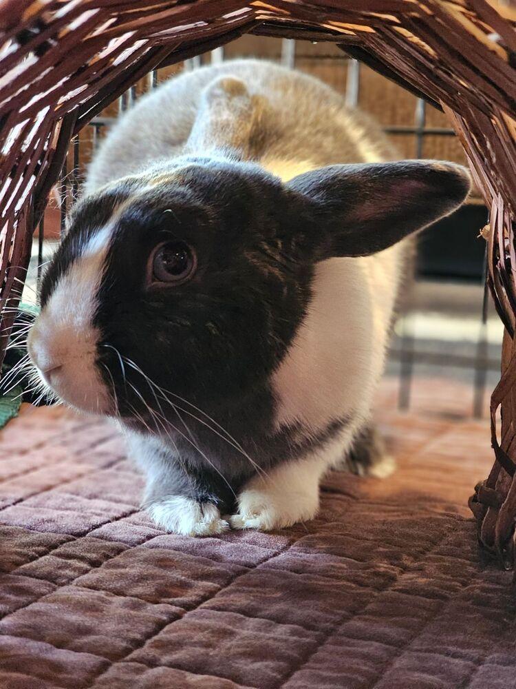 Enlarge Freya, a Adopted mixed breed in Longwood, FL image 3/6