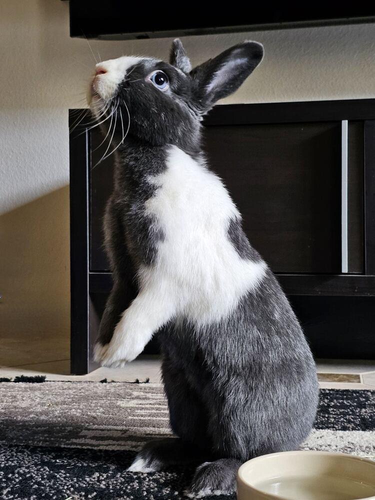 Enlarge Freya, a Adopted mixed breed in Longwood, FL image 4/6