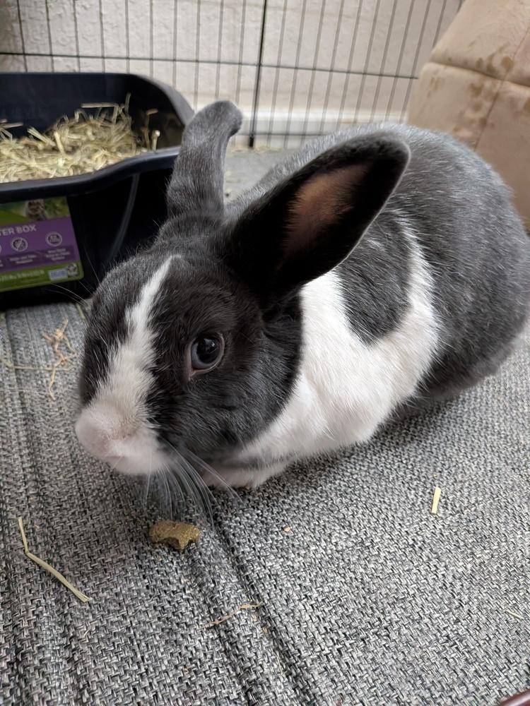 Enlarge Freya, a Adopted mixed breed in Longwood, FL image 5/6