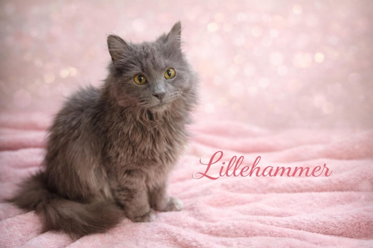 Enlarge Lillehammer-Olympic Ball of Fluff and Energy, a Adoptable Domestic Long Hair in Laurel, MD image 4/4