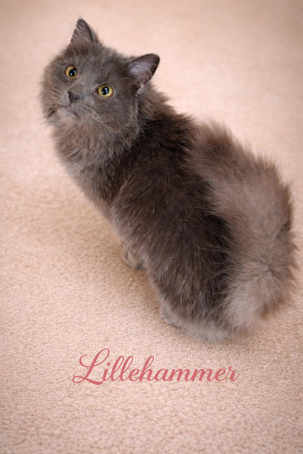 Lillehammer-Olympic Ball of Fluff and Energy, Adoptable, Young Female Domestic Long Hair.