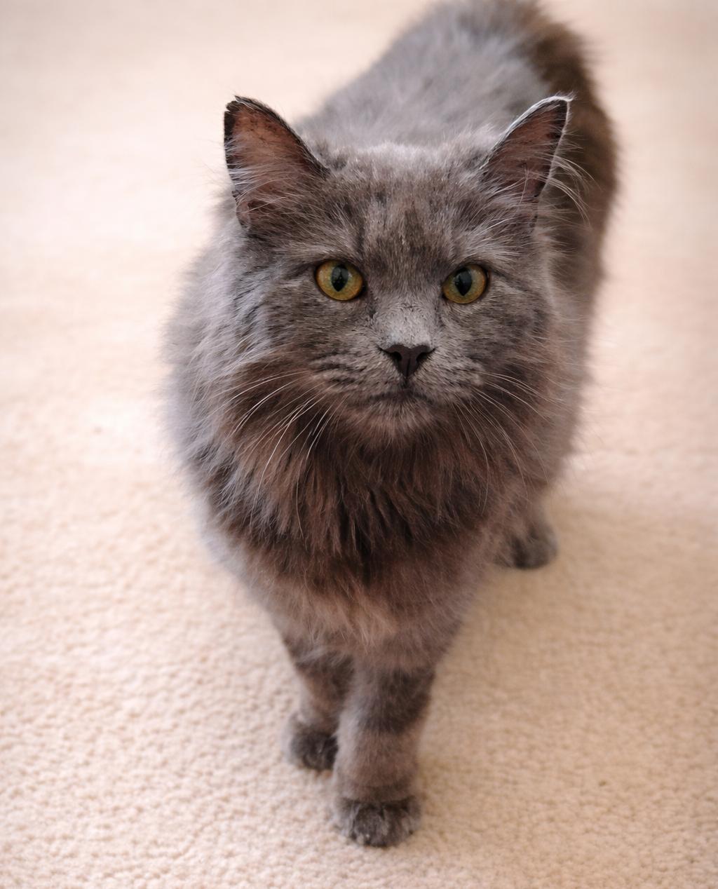 Enlarge Lillehammer-Olympic Ball of Fluff and Energy, a Adoptable Domestic Long Hair in Laurel, MD image 3/4