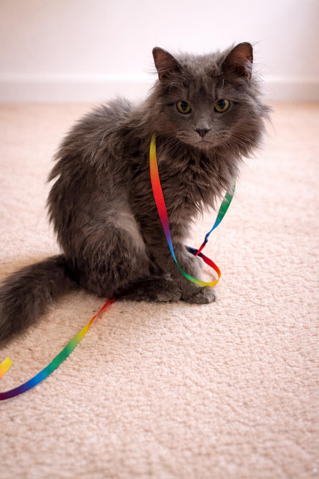 Enlarge Lillehammer-Olympic Ball of Fluff and Energy, a Adoptable Domestic Long Hair in Laurel, MD image 2/4