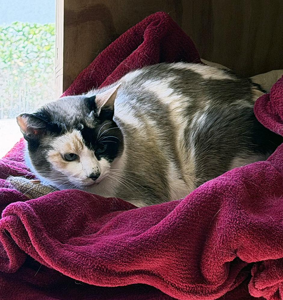 Enlarge VILLY - MY ADOPTION FEE IS HALF PRICE IN JUNE, a ADOPTABLE Calico in San Clemente, CA image 2/2