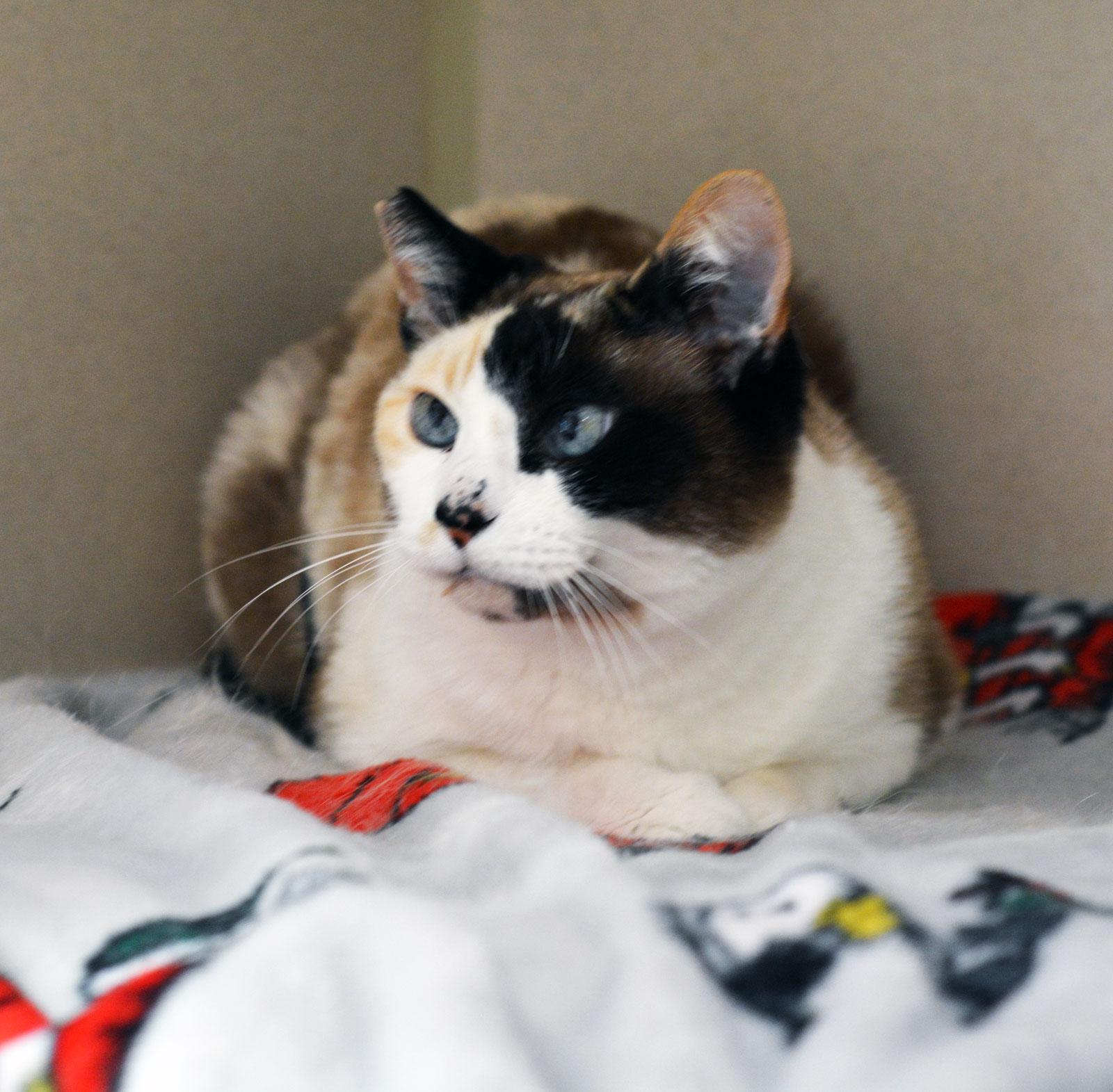 VILLY - MY ADOPTION FEE IS HALF PRICE IN JUNE, ADOPTABLE, Adult Female Calico.