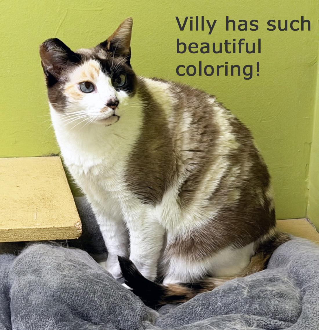 VILLY, ADOPTABLE, Adult Female Calico.
