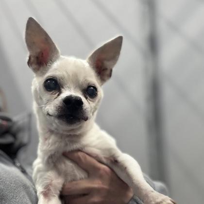 Enlarge Cornelius Archibald Walker III, an adopted mixed breed in Sacramento, CA image 2/3