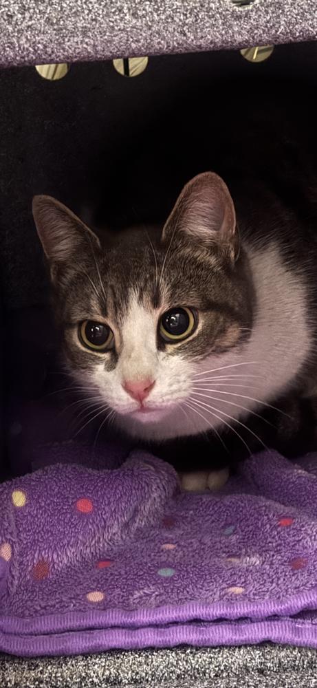 Enlarge Lilly Avery, a Adoptable Domestic Short Hair in Mount Laurel, NJ image 1/1