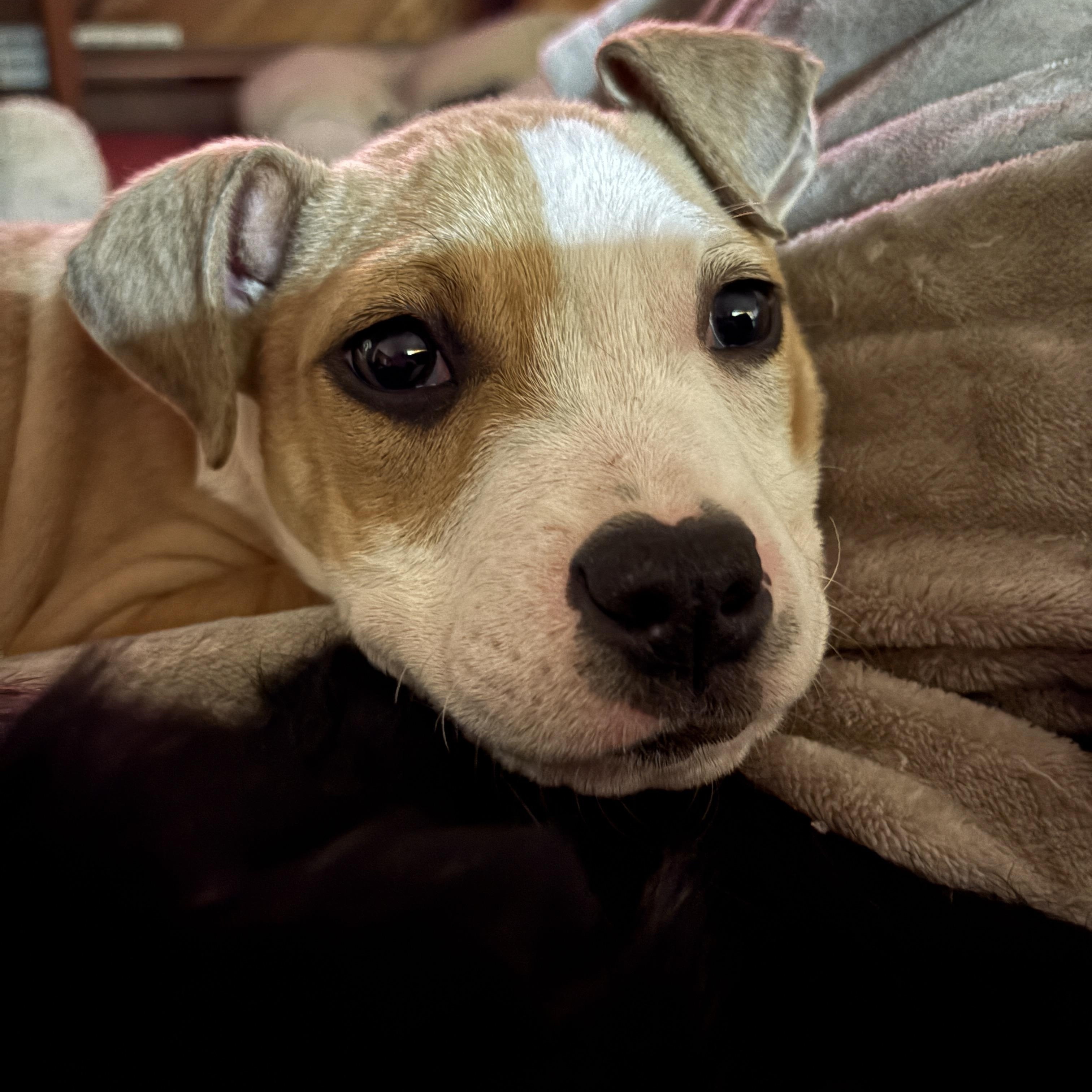 Enlarge Charlie, a Adopted mixed breed in Latham, NY image 5/5