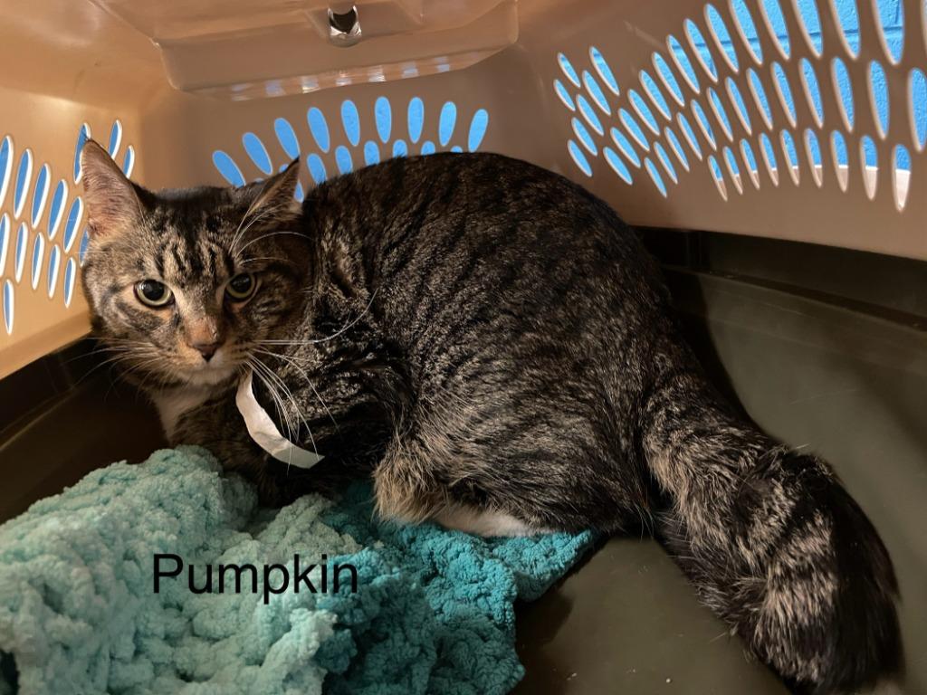 Pumpkin, Adoptable, Adult Male Domestic Medium Hair.