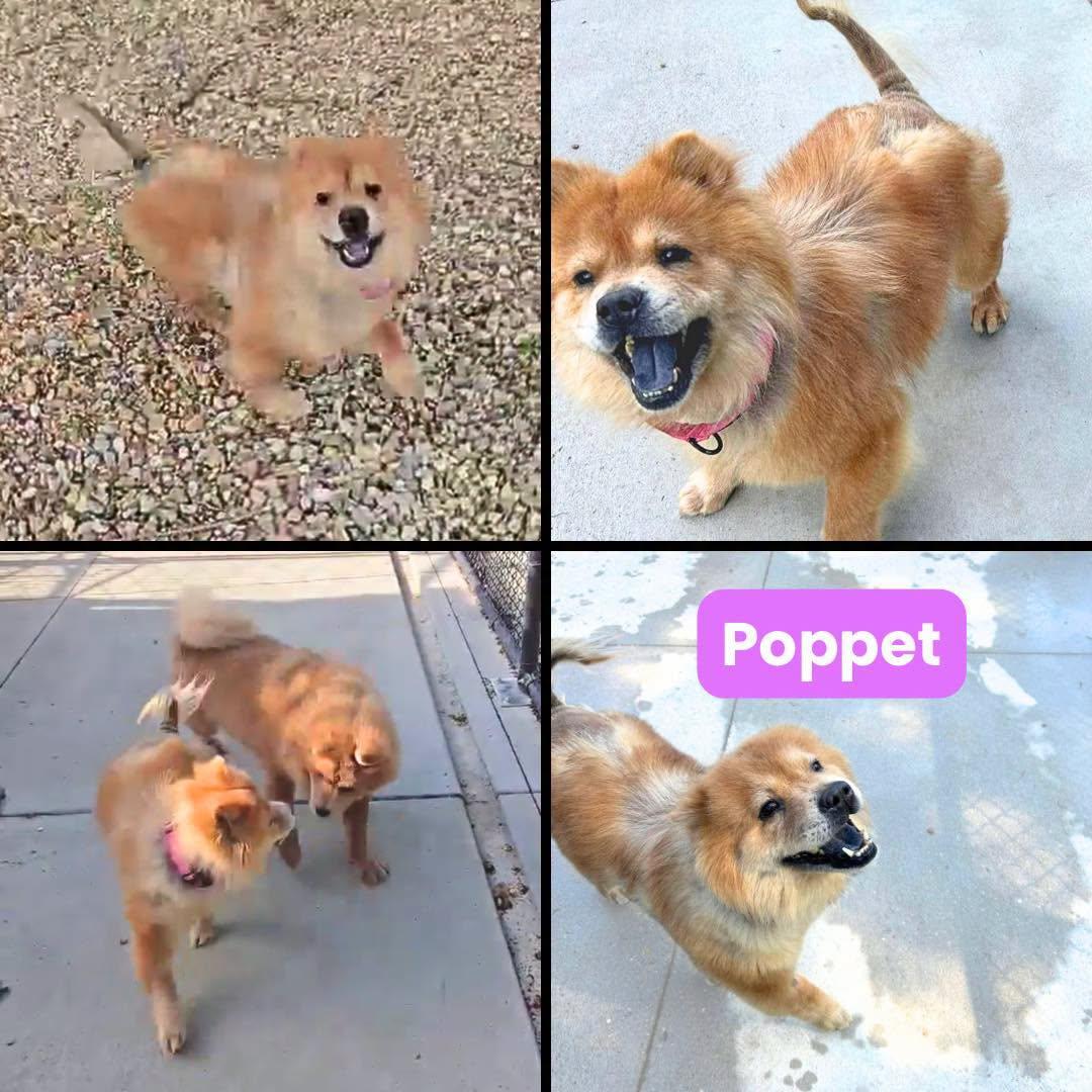 Poppet, Adoptable, Adult Female Chow Chow.