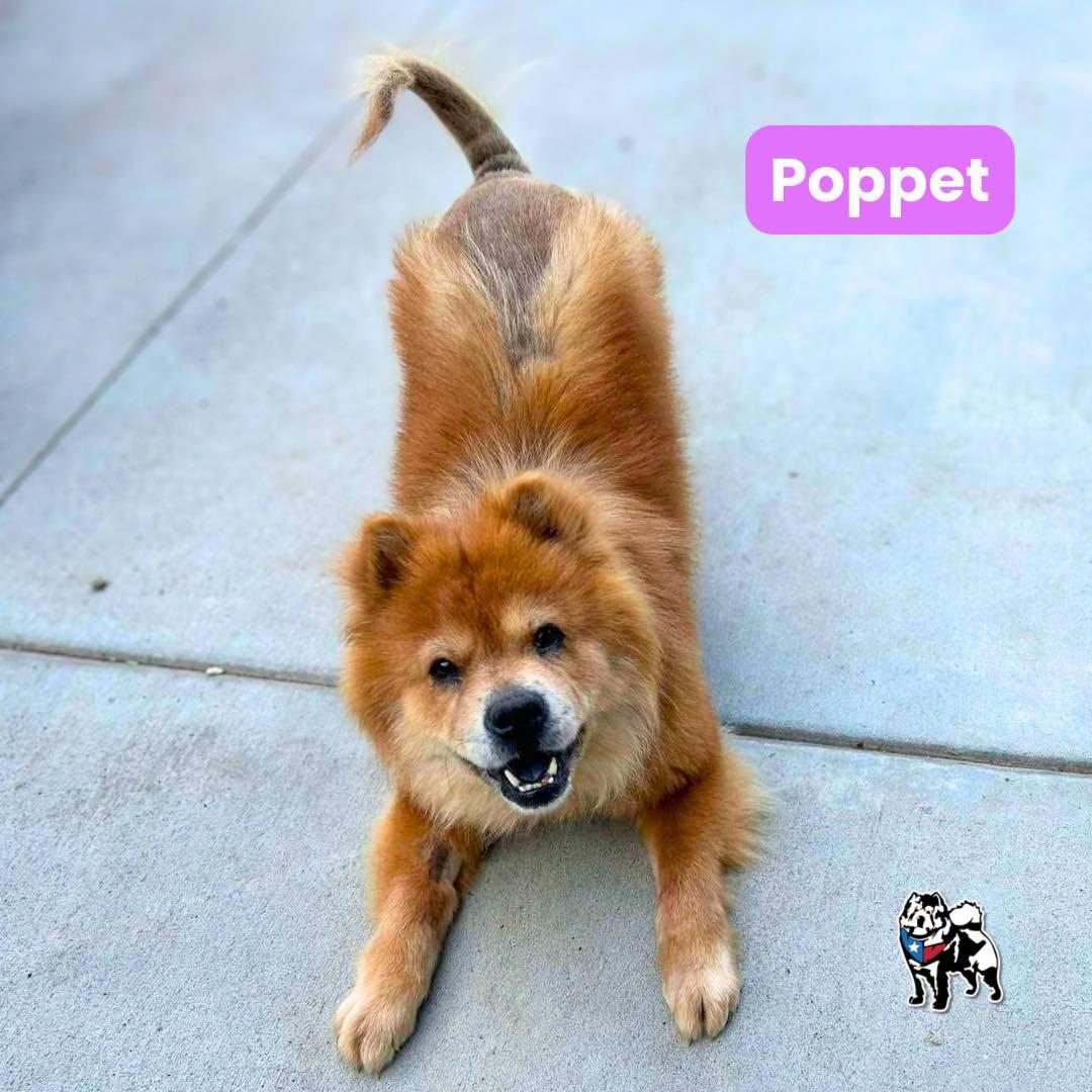 Enlarge Poppet, a Adoptable Chow Chow in Houston, TX image 2/2