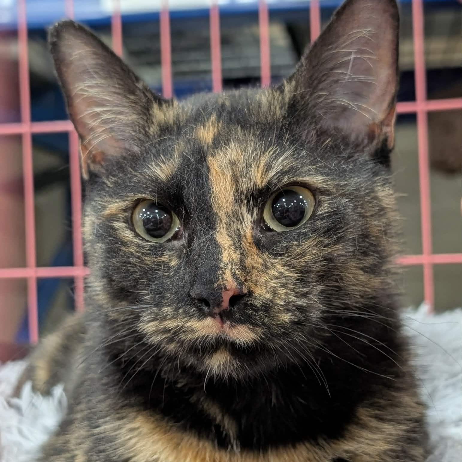 Enlarge Season, a other Domestic Short Hair in Springfield, IL image 1/4