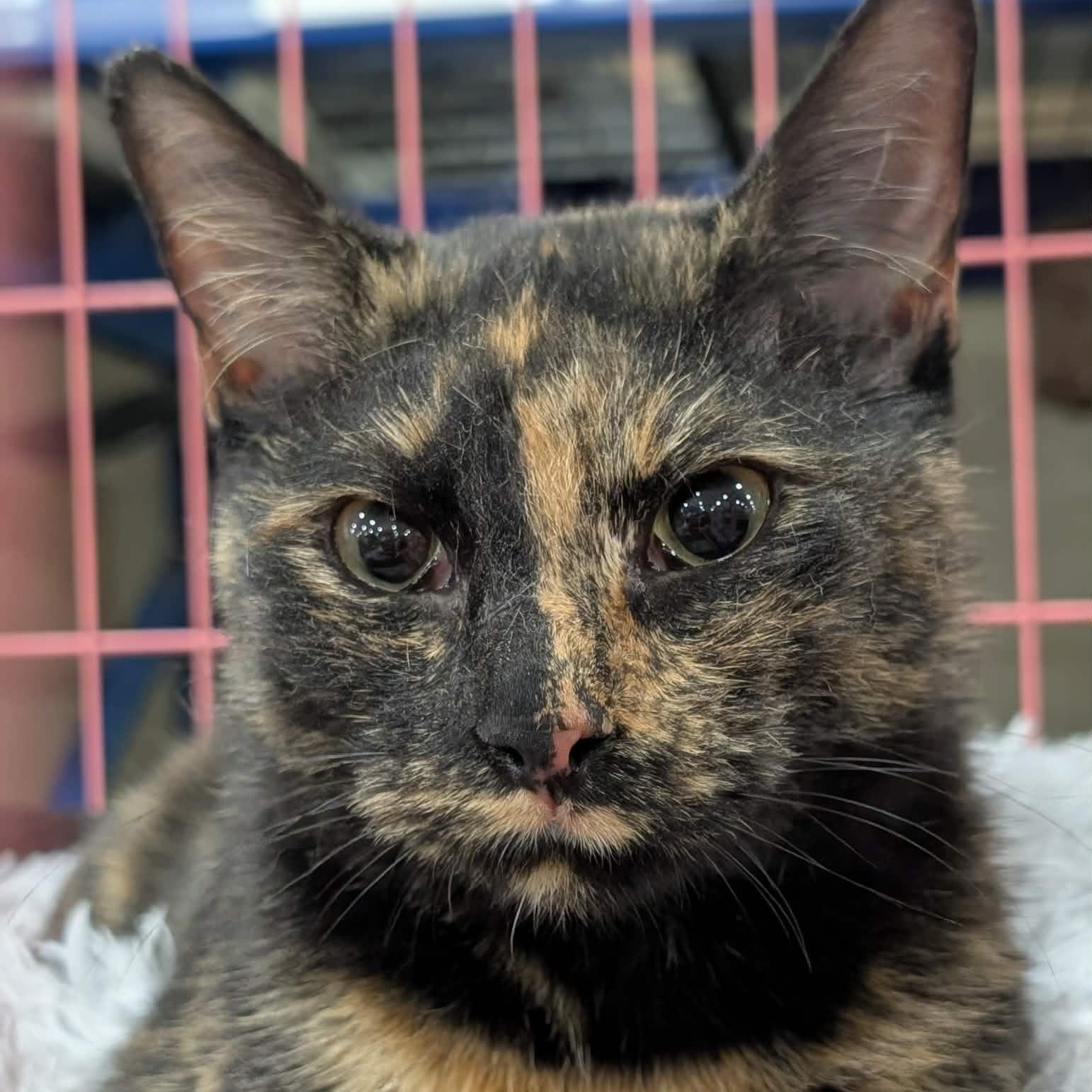 Enlarge Season, a other Domestic Short Hair in Springfield, IL image 4/4