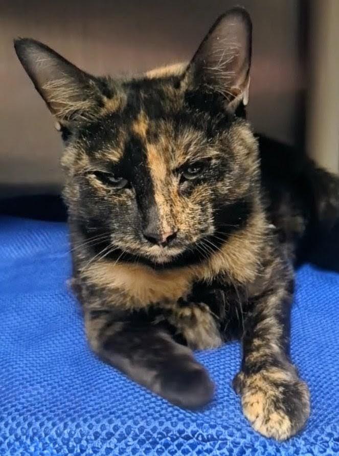 Enlarge Season, a other Domestic Short Hair in Springfield, IL image 2/4