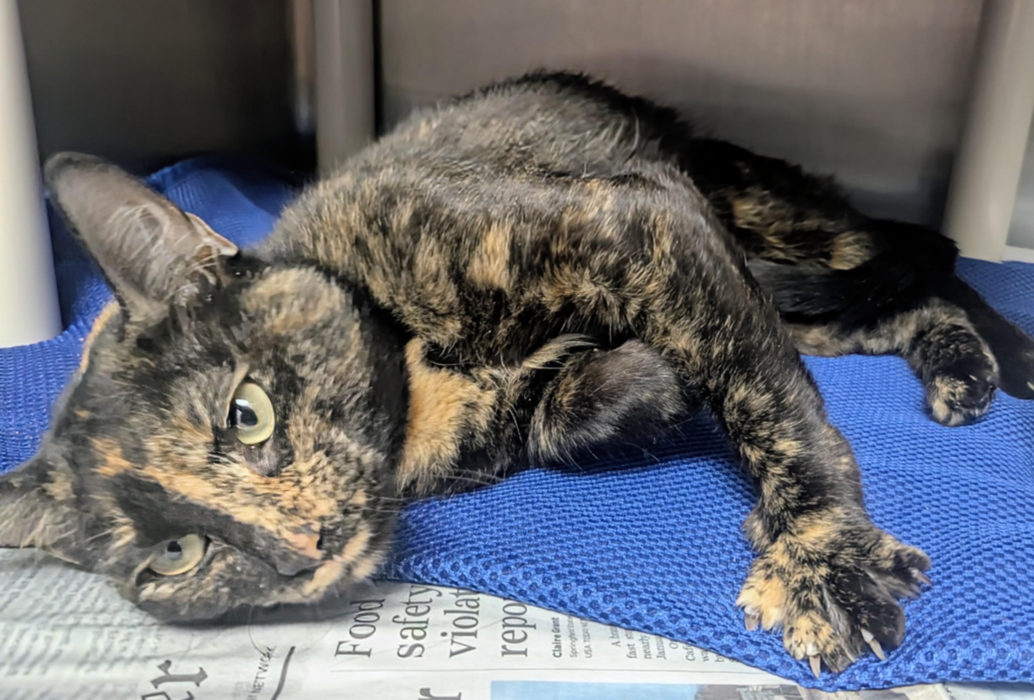 Enlarge Season, a other Domestic Short Hair in Springfield, IL image 3/4