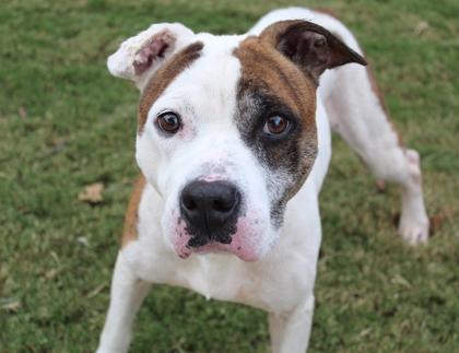 Enlarge Benjamen (Benji) 1395-25, a Adoptable mixed breed in Cumming, GA image 2/3