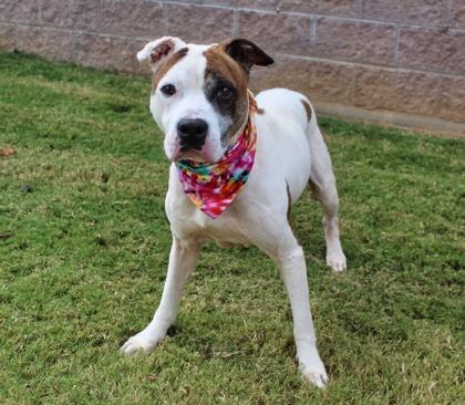 Benjamen (Benji) 1395-25, a Adoptable mixed breed in Cumming, GA image 6/6