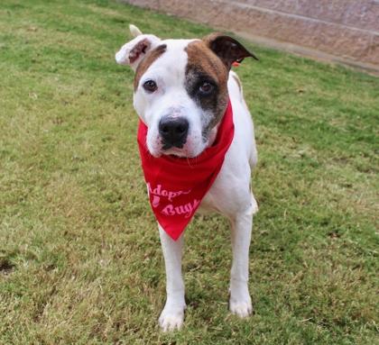 Benjamen (Benji) 1395-25, a Adoptable mixed breed in Cumming, GA image 3/3