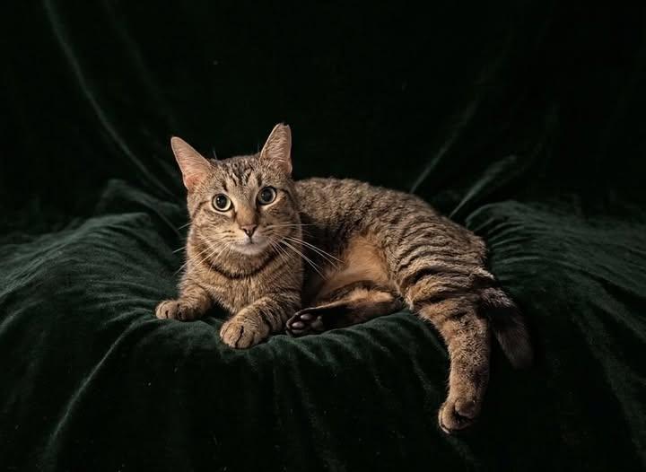 Enlarge Megan, an adopted Domestic Short Hair in Reading, PA image 1/1