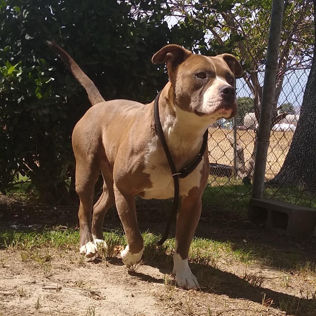 Enlarge Bubba, a Adoptable mixed breed in San Jacinto, CA image 1/6