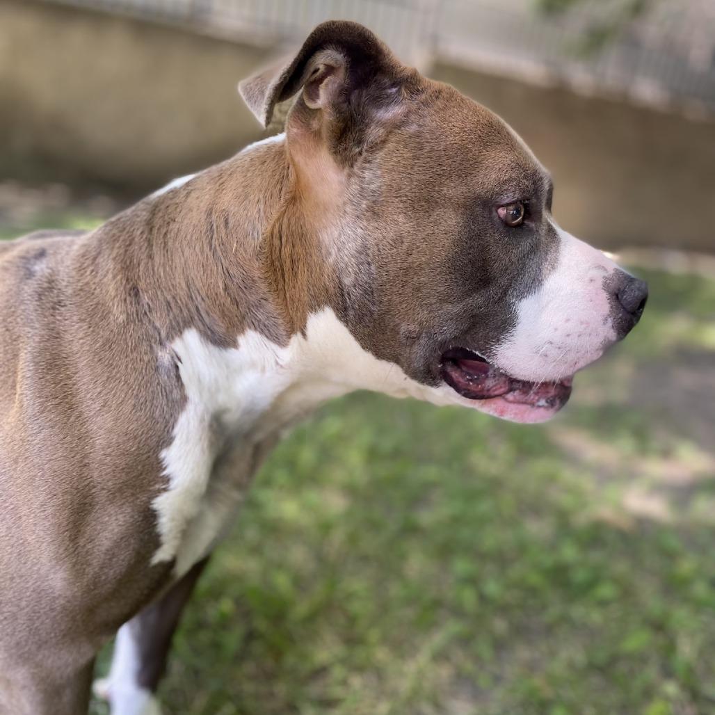 Enlarge Bubba, a Adoptable mixed breed in San Jacinto, CA image 2/6