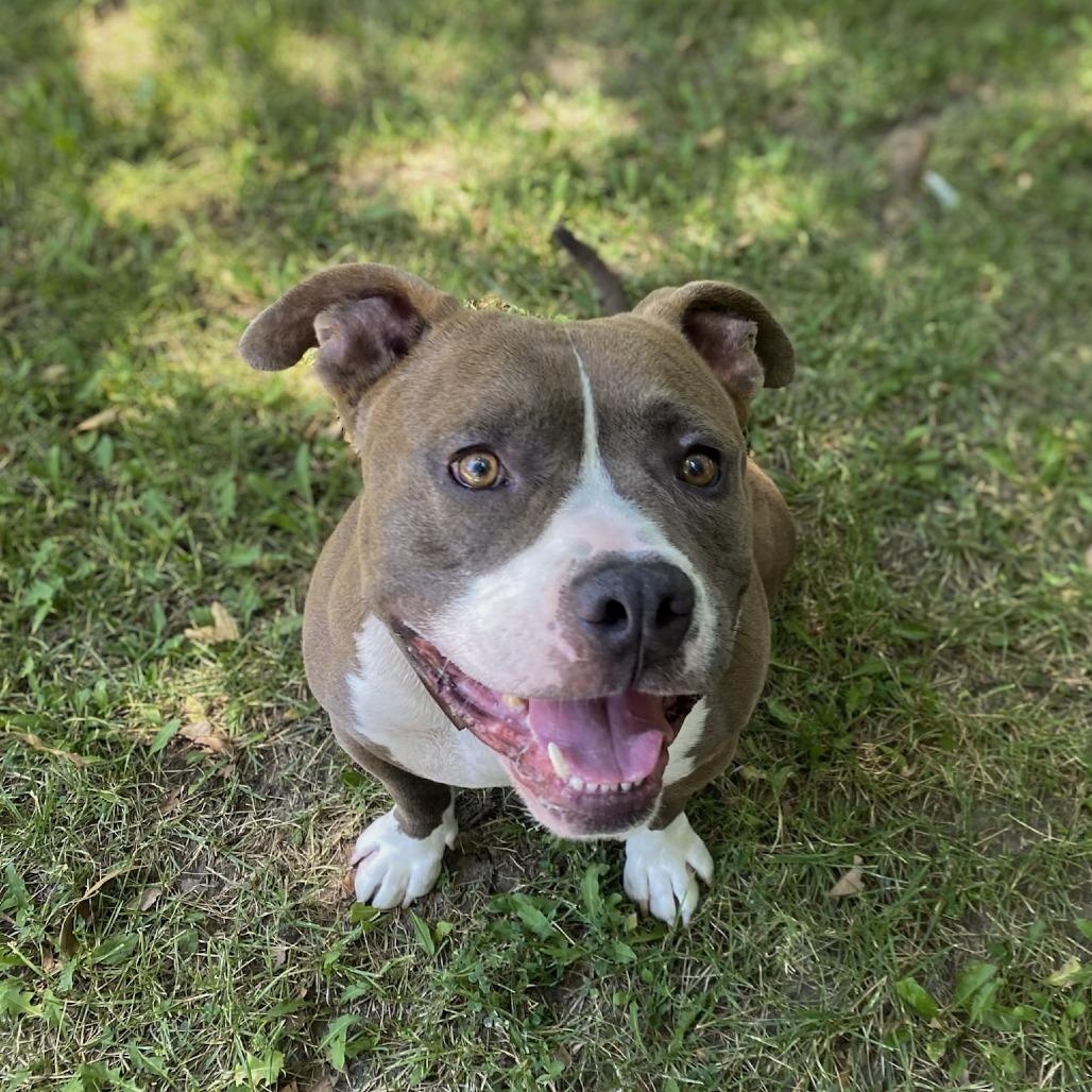 Enlarge Bubba, a Adoptable mixed breed in San Jacinto, CA image 4/6