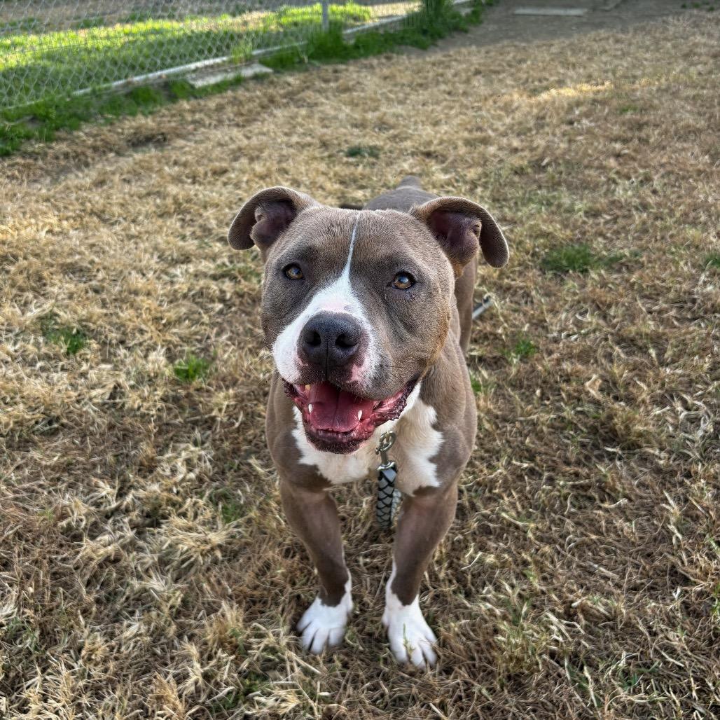 Enlarge Bubba, a Adoptable mixed breed in San Jacinto, CA image 5/6