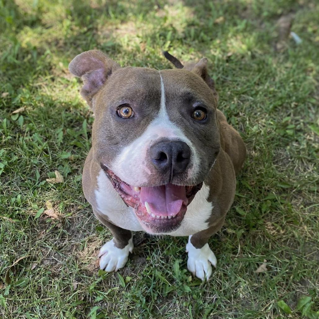 Enlarge Bubba, a Adoptable mixed breed in San Jacinto, CA image 6/6