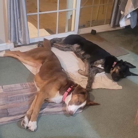 Enlarge Red, a ADOPTABLE mixed breed in Pleasanton, CA image 5/6