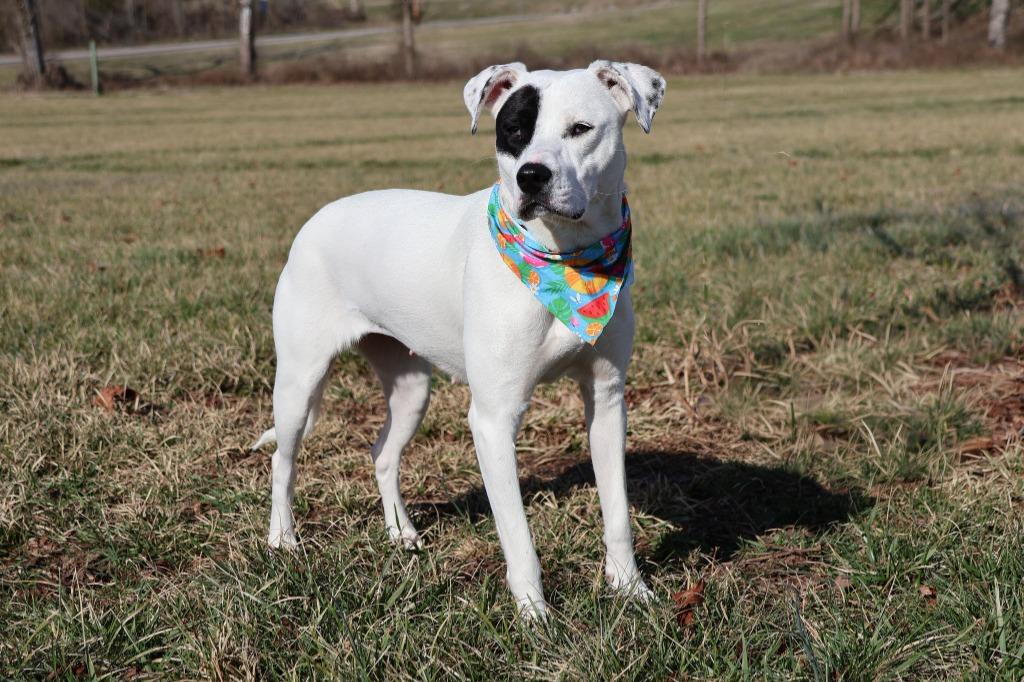 PayDay, Adoptable, Adult Female Mixed Breed.